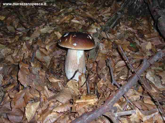  Image name: 115 Porcino.jpg 
 width: 700 pixel 
 height: 525 pixel 
 Size: 32118 bytes 
 Click to enlarge 